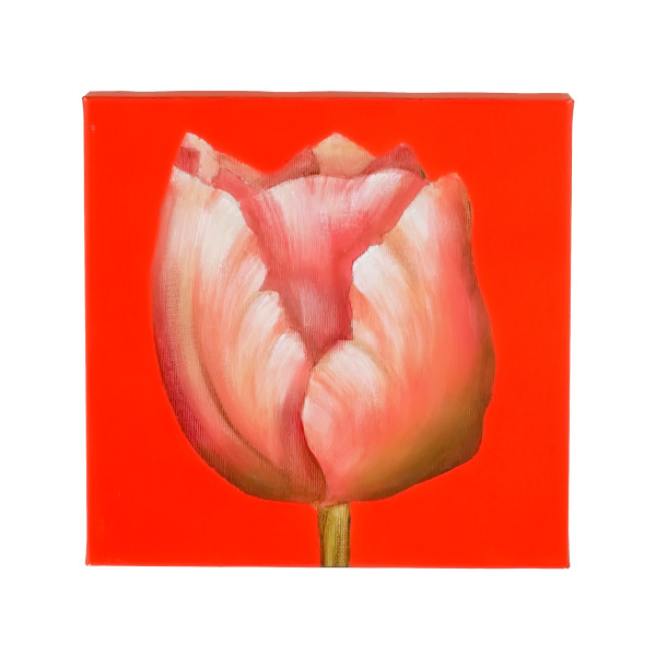 Bild TULPE